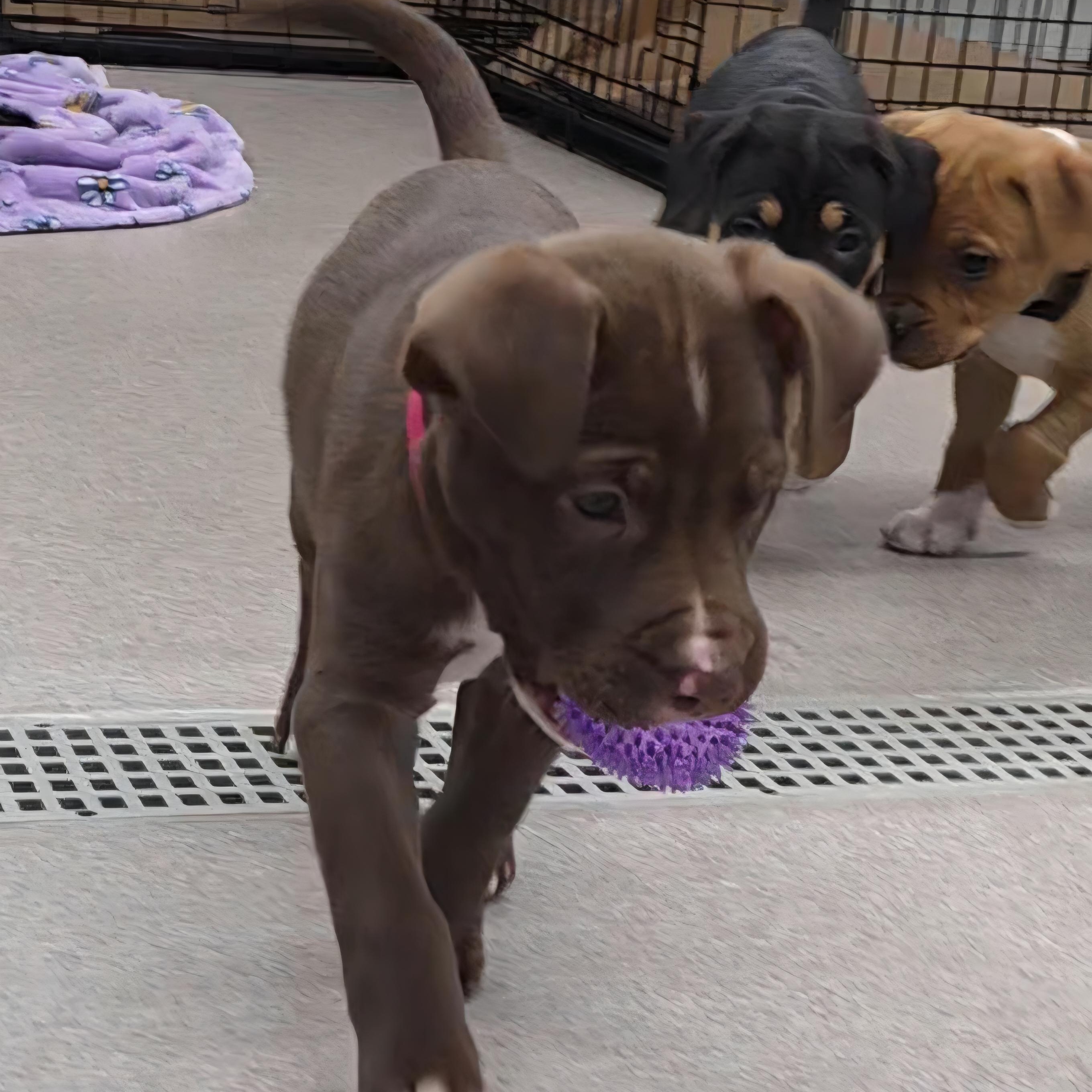 Enlarge Chicago , an adopted Mixed Breed in Wayne, NJ image 4/6