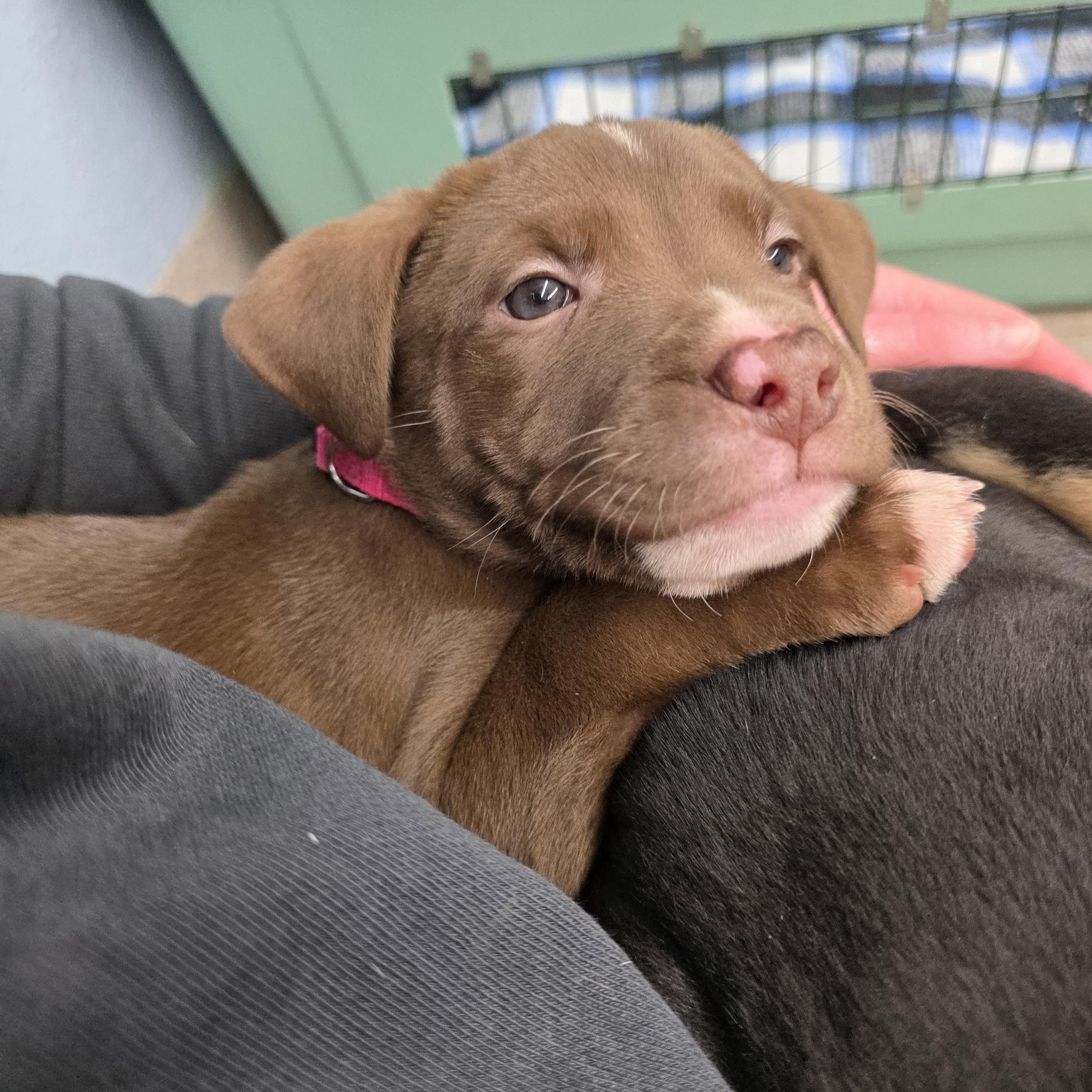 Enlarge Chicago , an adopted Mixed Breed in Wayne, NJ image 5/6