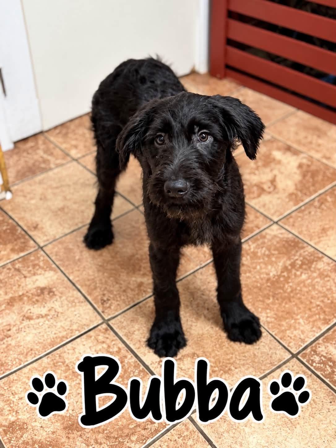 Enlarge Bubba, a Adopted mixed breed in Rock Hill, NY image 1/1