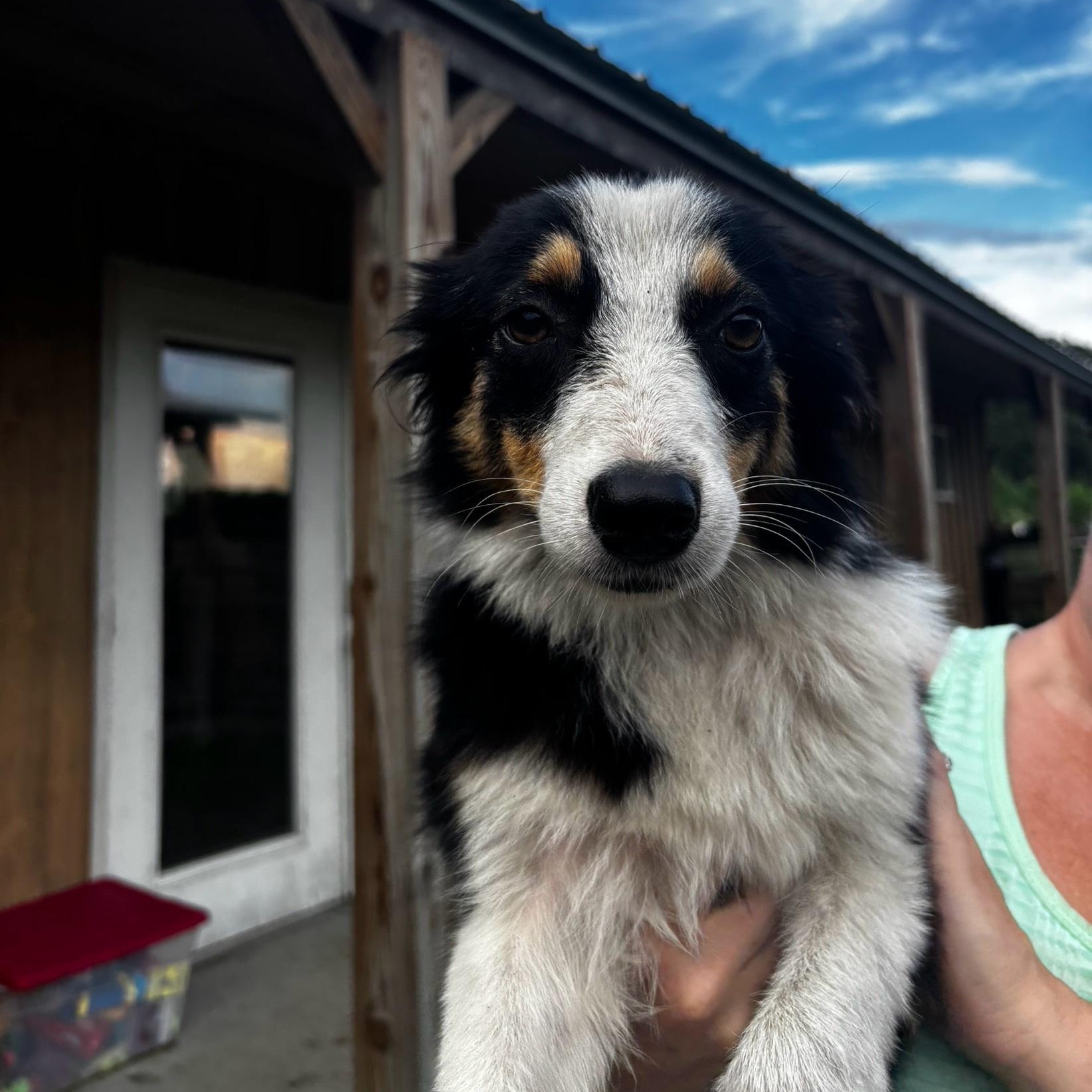 Wrenly (mini Aussie mix)