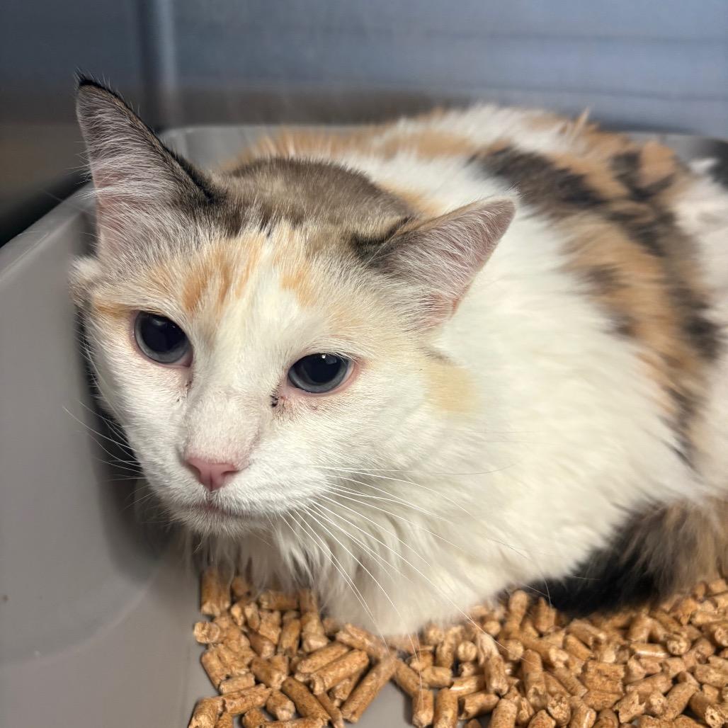 Enlarge Mammoth, a Adoptable Domestic Medium Hair in Grass Valley, CA image 1/1