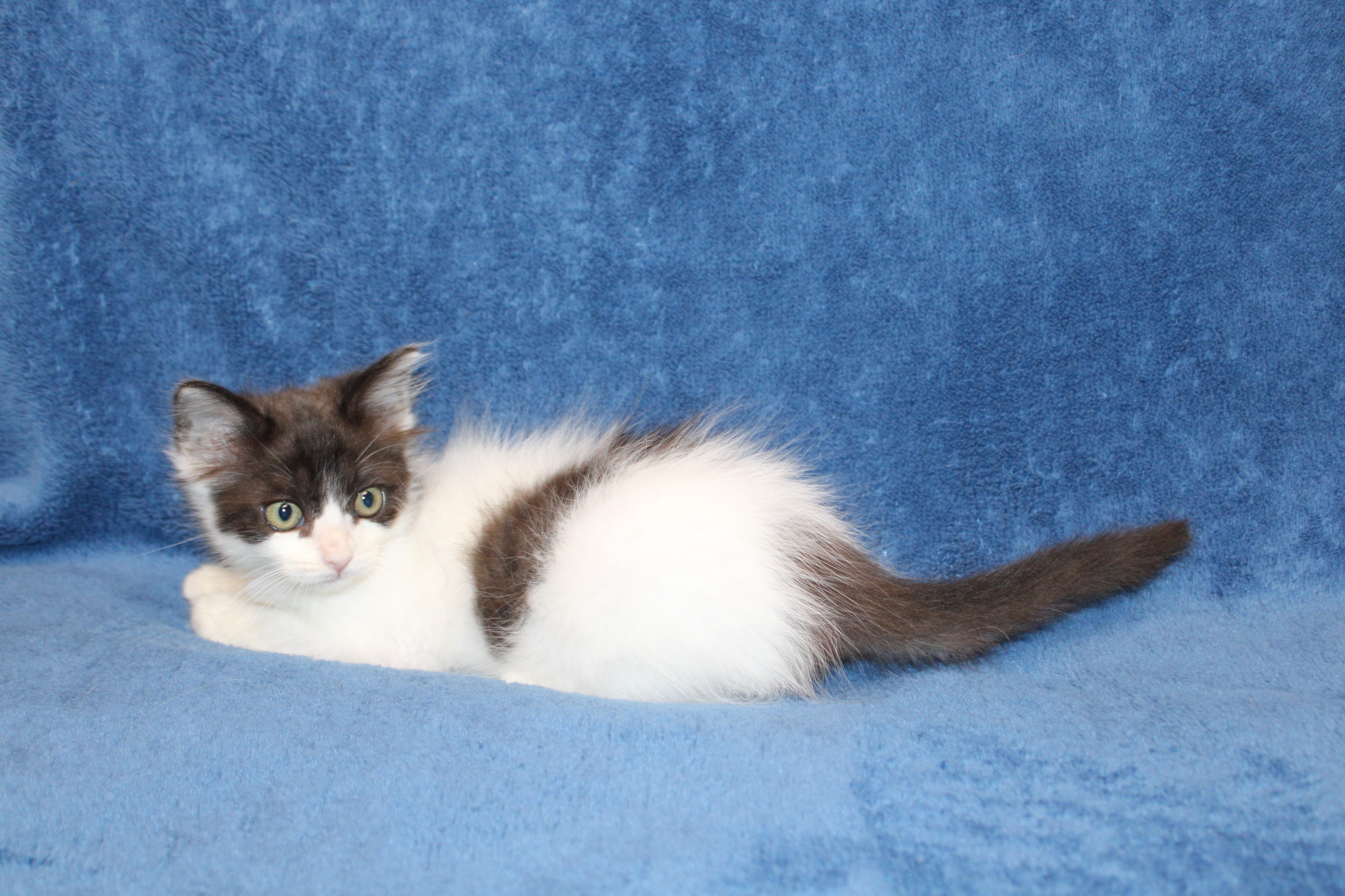Serafina, Young Female Domestic Medium Hair