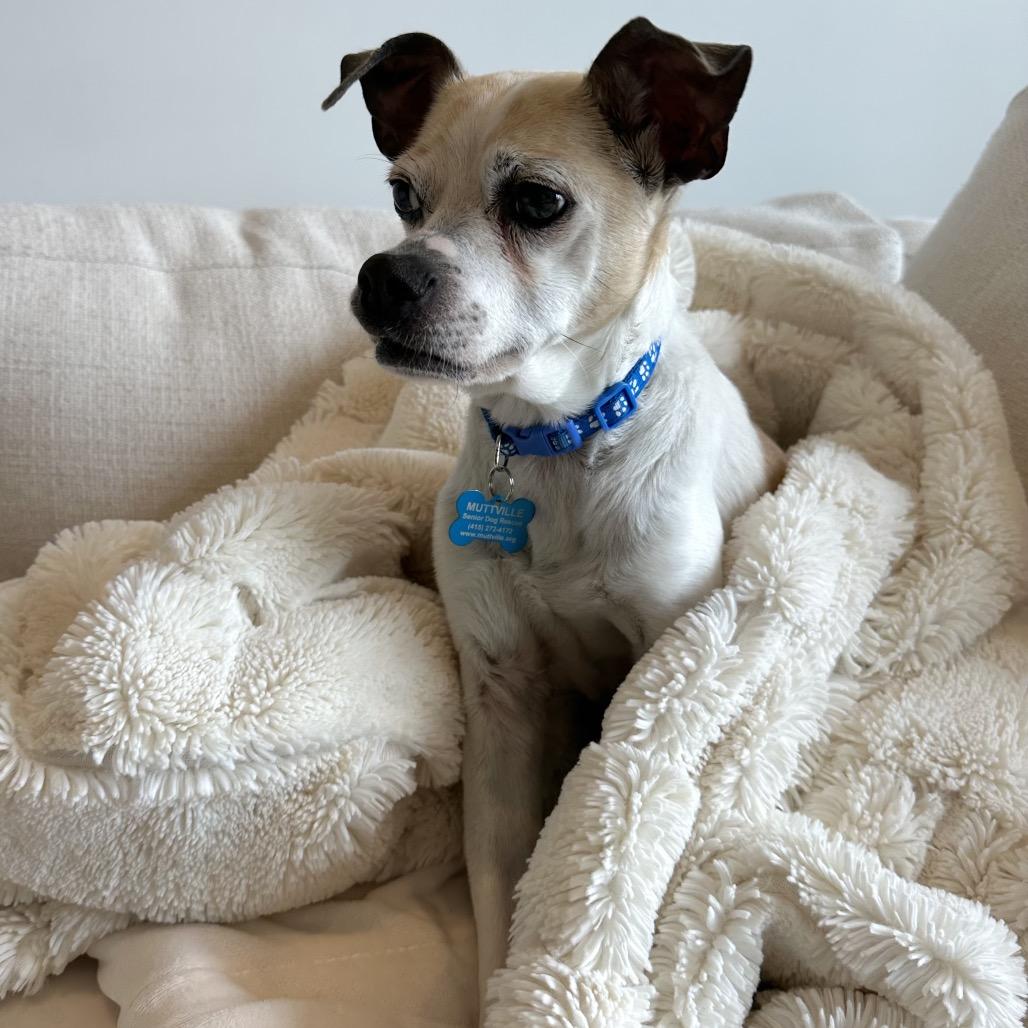 Enlarge Cork 13905, a Adoptable mixed breed in San Francisco, CA image 1/6
