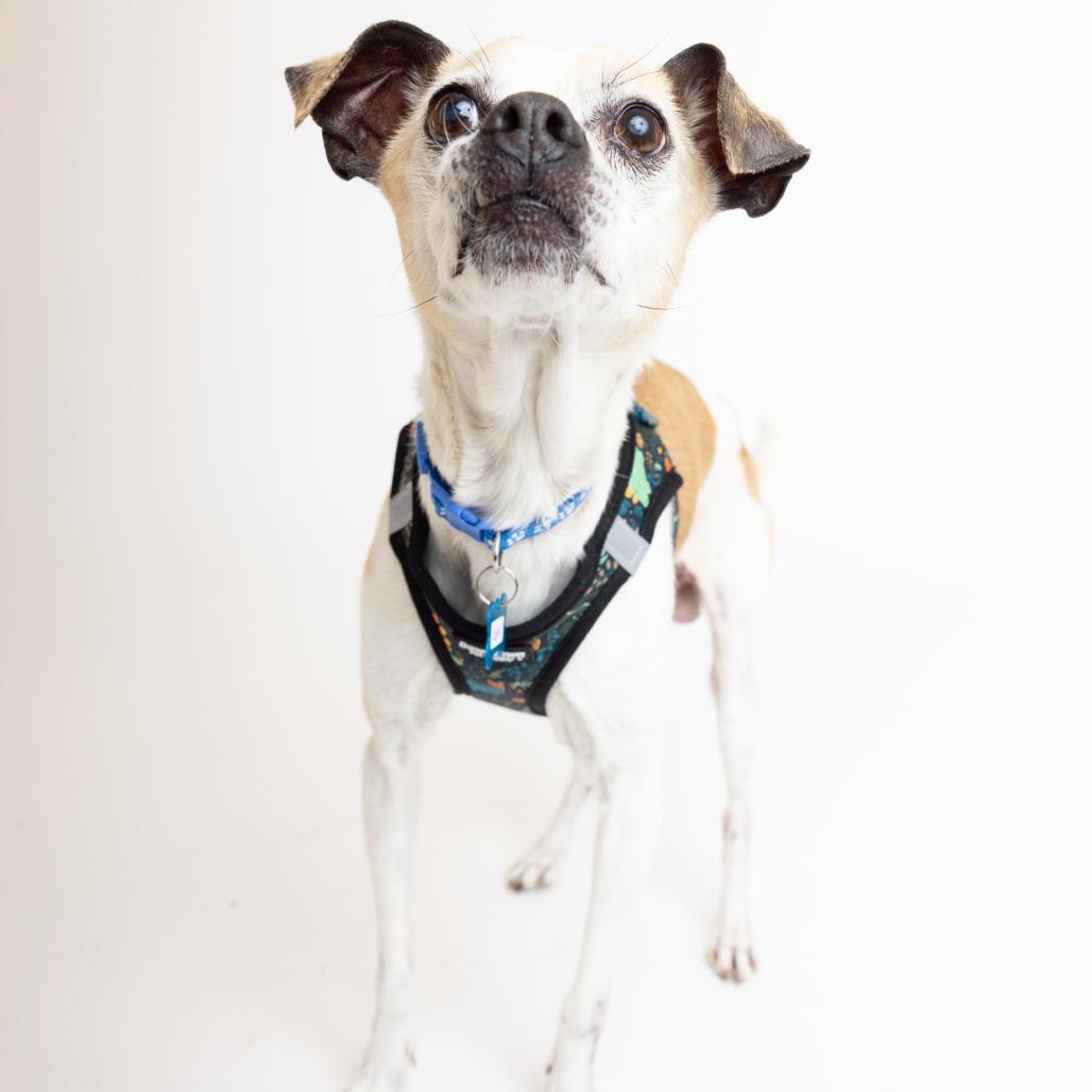 Enlarge Cork 13905, a Adoptable mixed breed in San Francisco, CA image 1/6