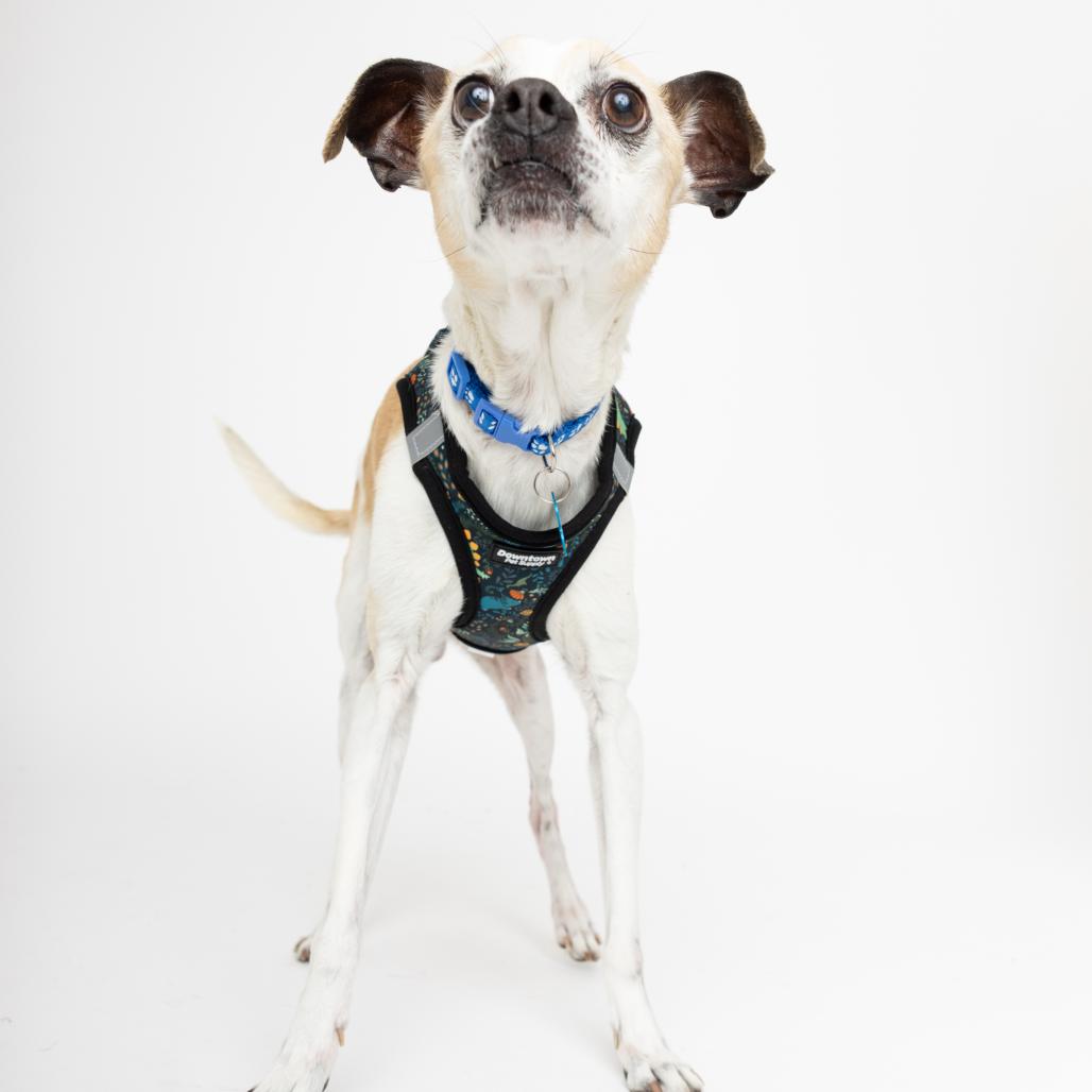 Enlarge Cork 13905, a Adoptable mixed breed in San Francisco, CA image 2/6