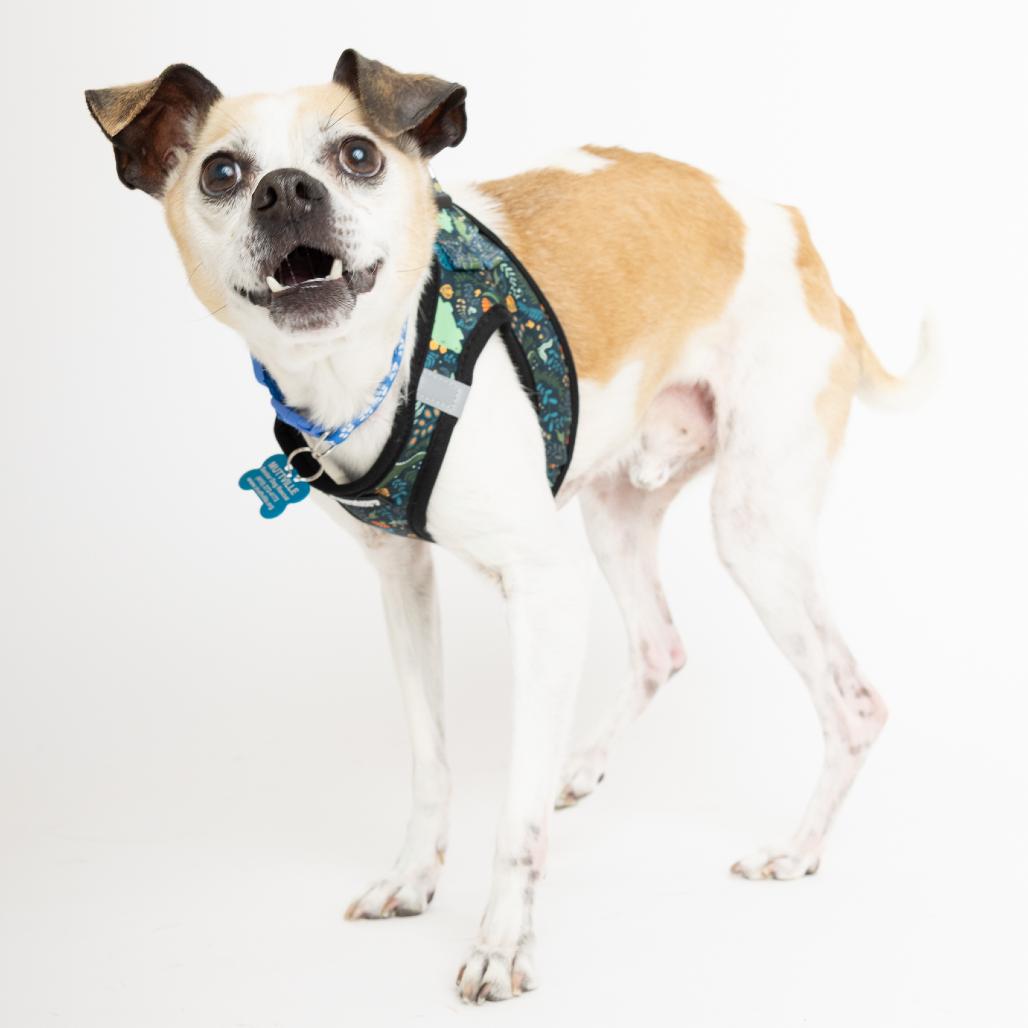 Enlarge Cork 13905, a Adoptable mixed breed in San Francisco, CA image 3/6