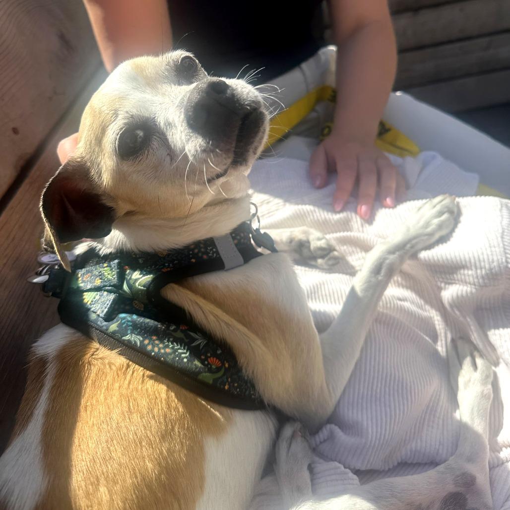 Enlarge Cork 13905, a Adoptable mixed breed in San Francisco, CA image 4/6