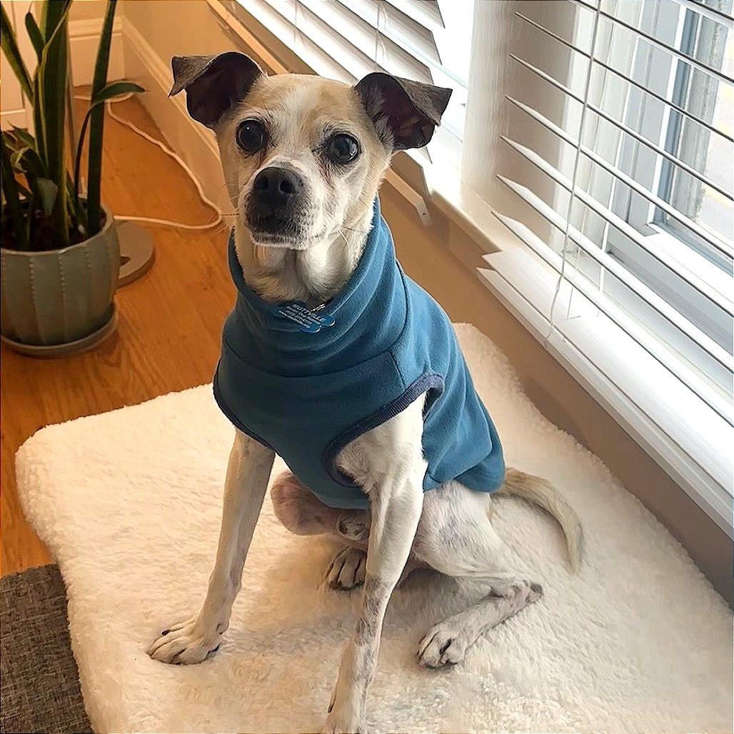 Enlarge Cork 13905, a Adoptable mixed breed in San Francisco, CA image 5/6