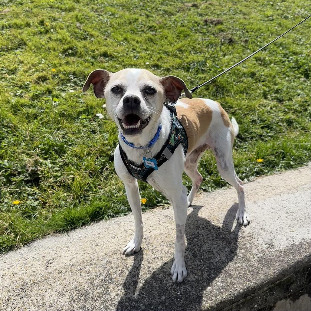 Enlarge Cork 13905, a Adoptable mixed breed in San Francisco, CA image 5/6
