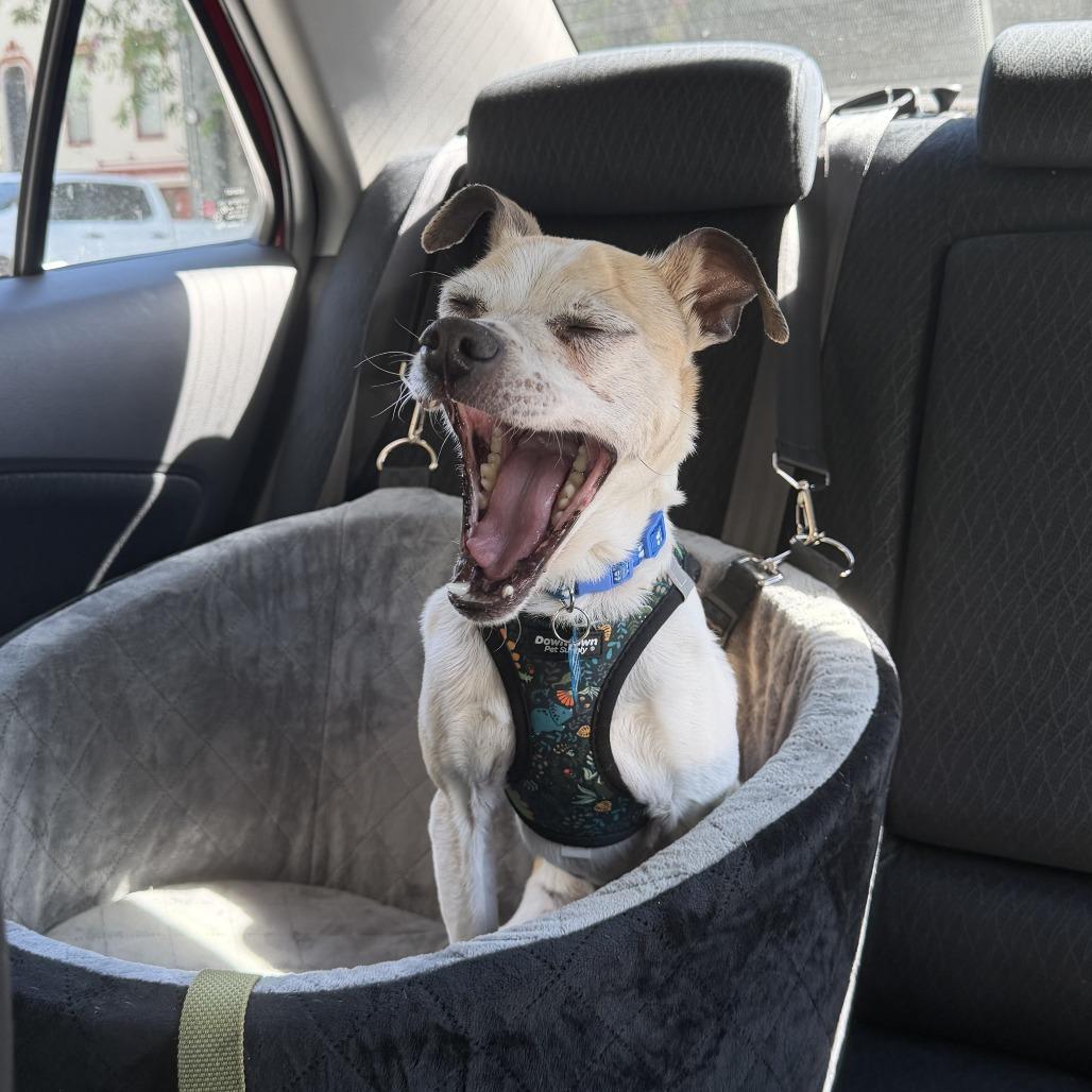 Enlarge Cork 13905, a Adoptable mixed breed in San Francisco, CA image 5/6