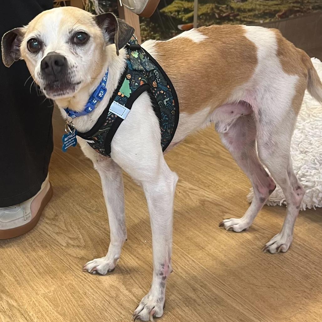 Enlarge Cork 13905, a Adoptable mixed breed in San Francisco, CA image 6/6