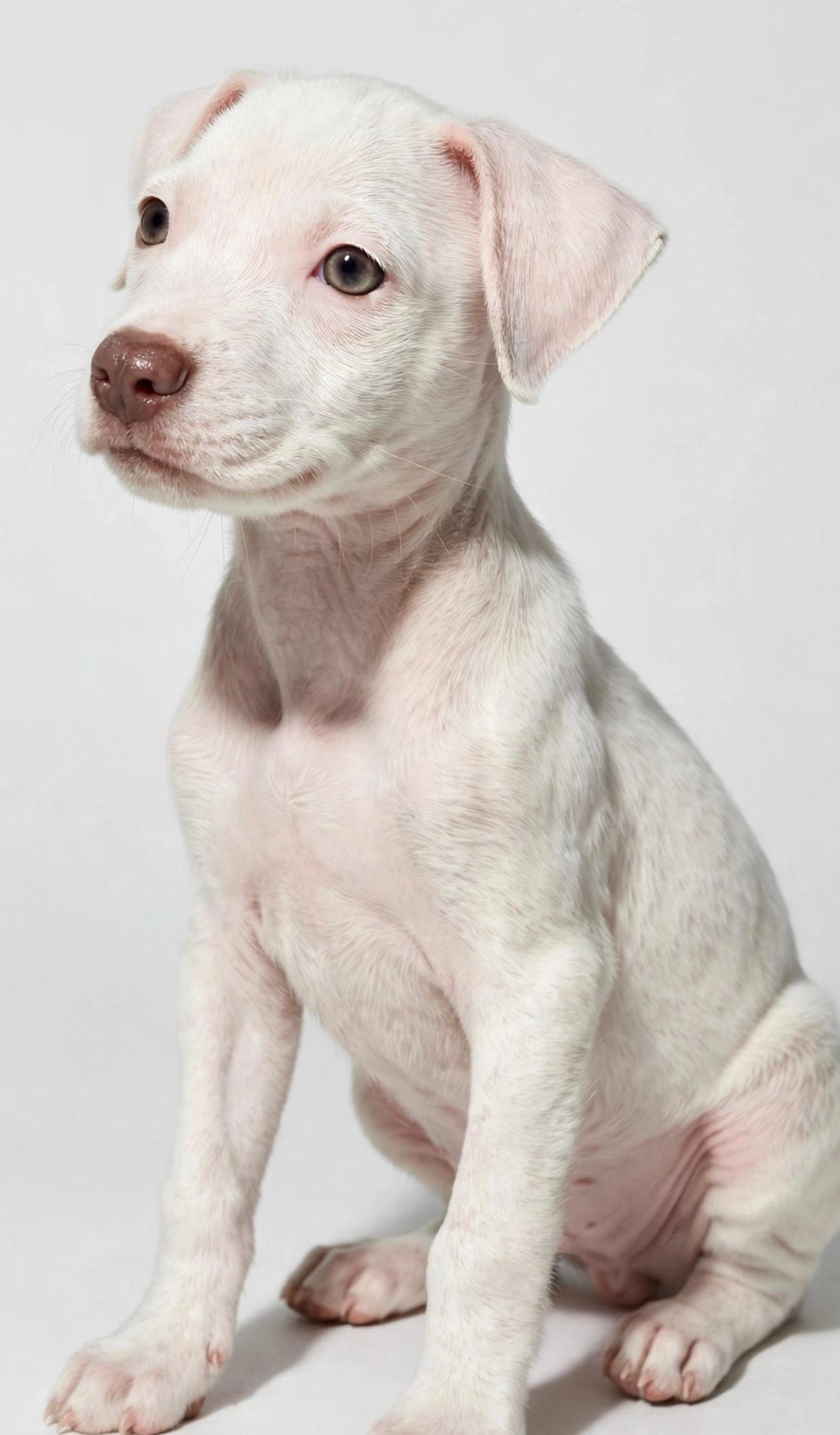Enlarge ROSIE POSIE, a Adoptable mixed breed in Mt. Laurel Township, NJ image 4/6