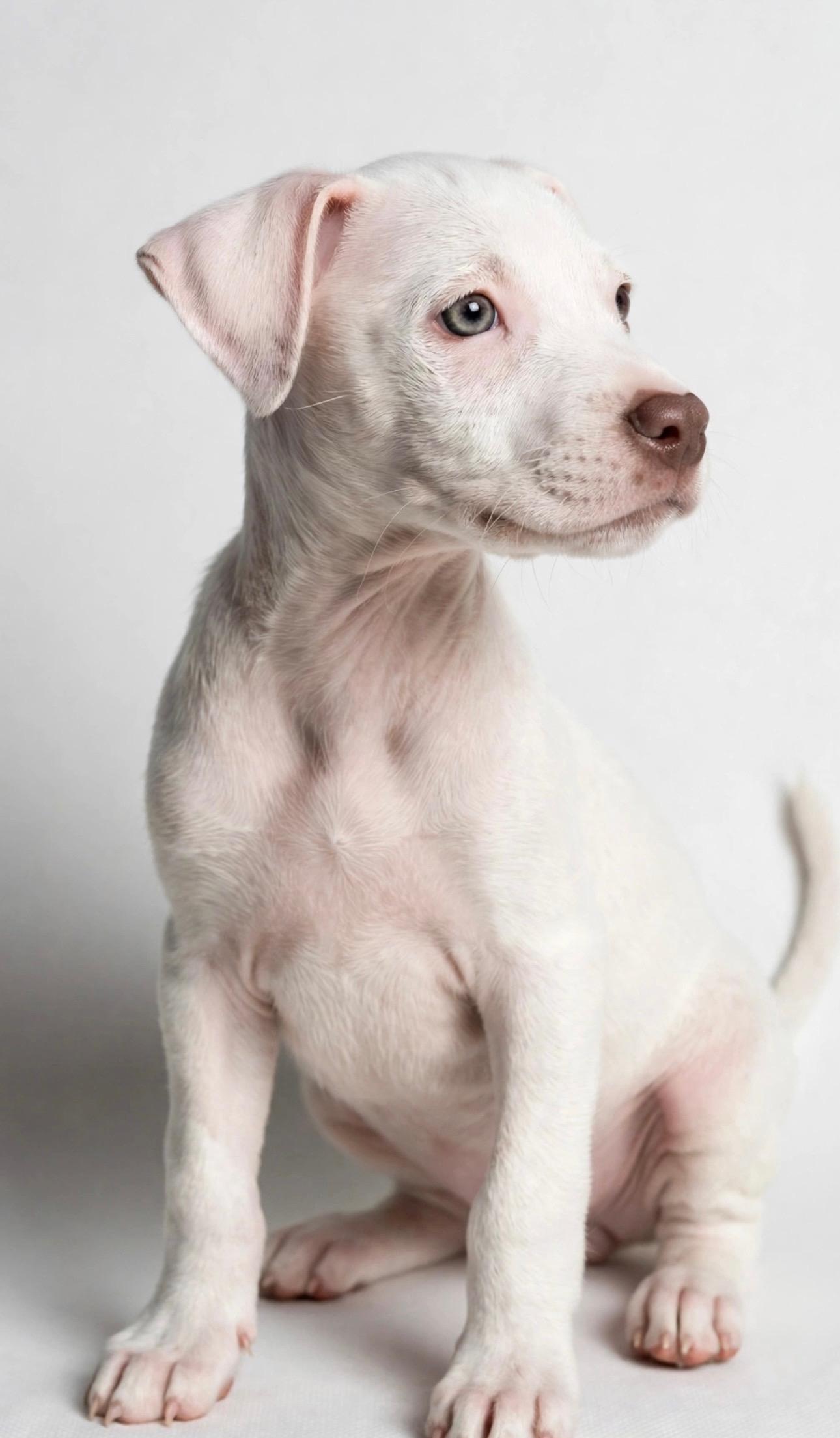 Enlarge ROSIE POSIE, a Adoptable mixed breed in Mt. Laurel Township, NJ image 3/6