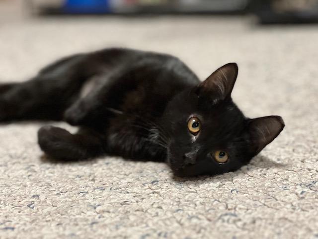 PLUTO, Adoptable, Kitten Female Domestic Short Hair.