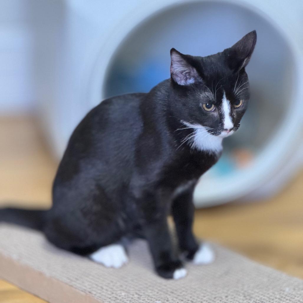 Enlarge Bob, a Adoptable Domestic Short Hair in Franklin, NC image 1/5