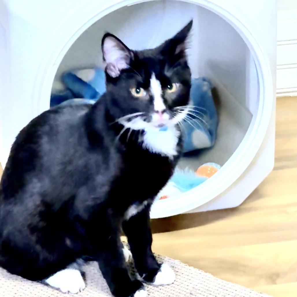 Enlarge Bob, a Adoptable Domestic Short Hair in Franklin, NC image 2/5