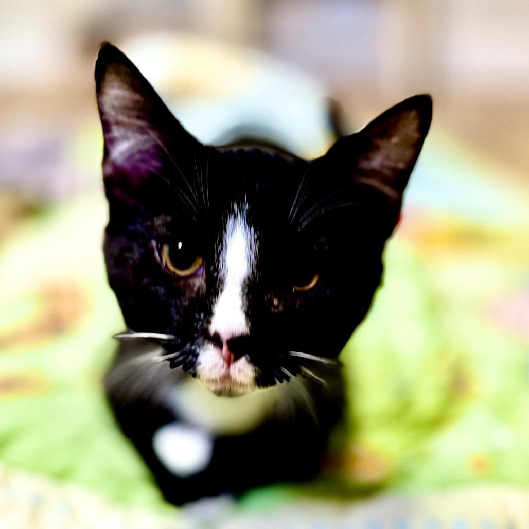 Enlarge Bob, a Adoptable Domestic Short Hair in Franklin, NC image 3/5