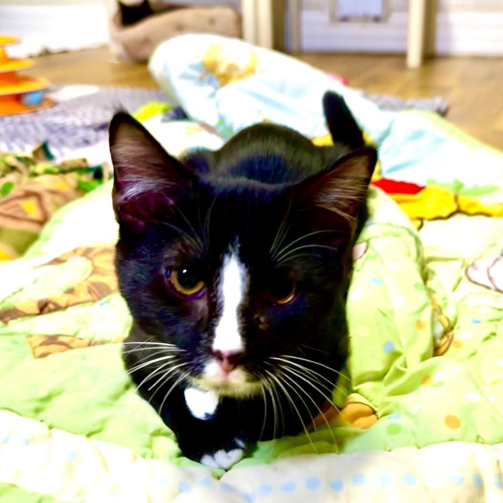 Enlarge Bob, a Adoptable Domestic Short Hair in Franklin, NC image 4/5