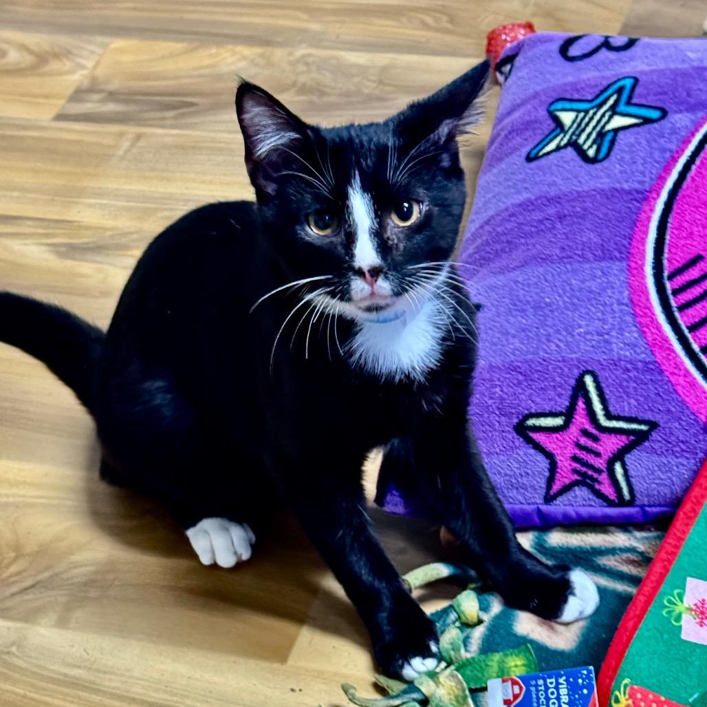 Enlarge Bob, a Adoptable Domestic Short Hair in Franklin, NC image 5/5