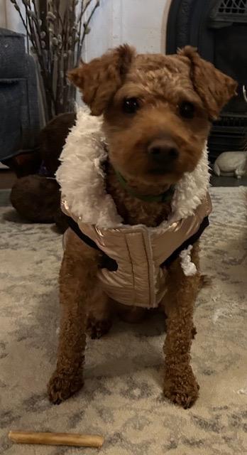 Enlarge Monty *NEW!*, a ADOPTABLE Maltipoo in Toronto, ON image 2/4