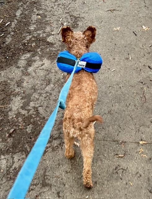 Enlarge Monty *NEW!*, a ADOPTABLE Maltipoo in Toronto, ON image 4/4