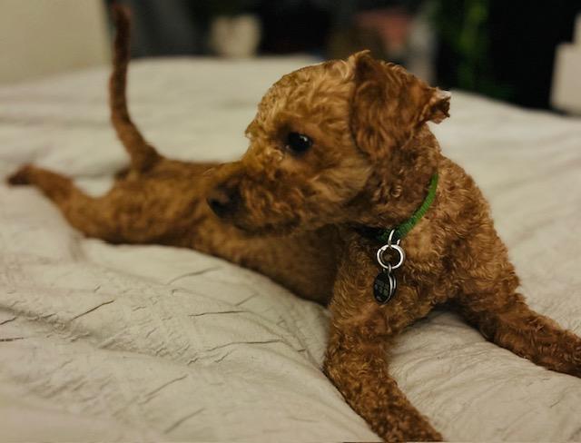 Enlarge Monty *NEW!*, a ADOPTABLE Maltipoo in Toronto, ON image 3/4