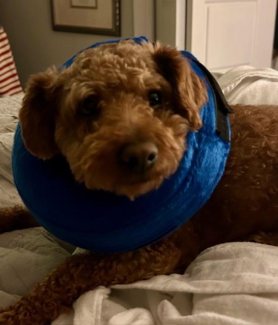 Monty *NEW!*, ADOPTABLE, Young Male Maltipoo.