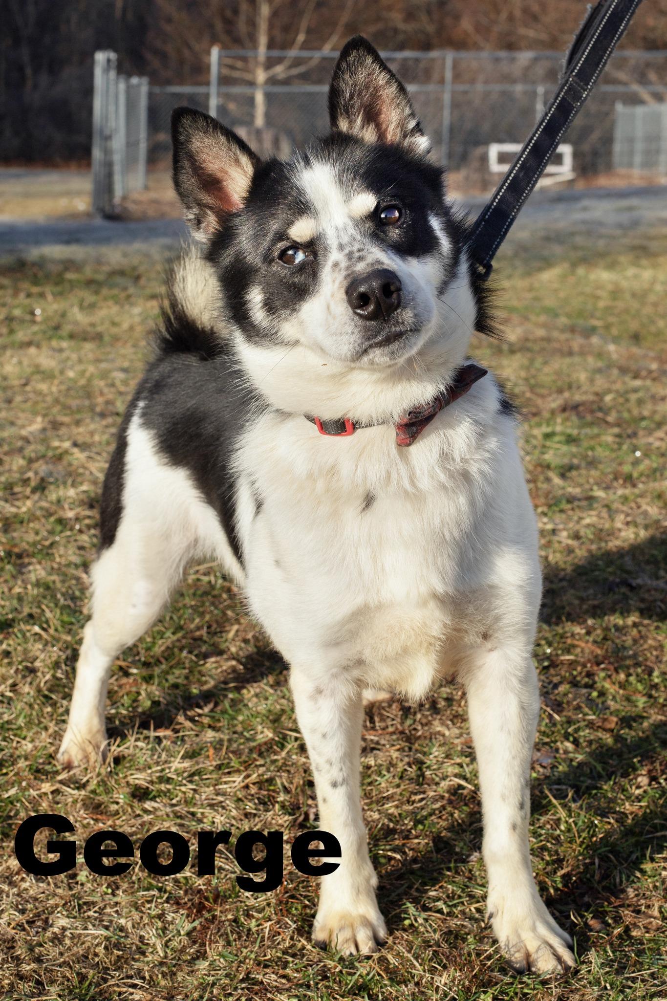 George, adopted, Young Male Mixed Breed.