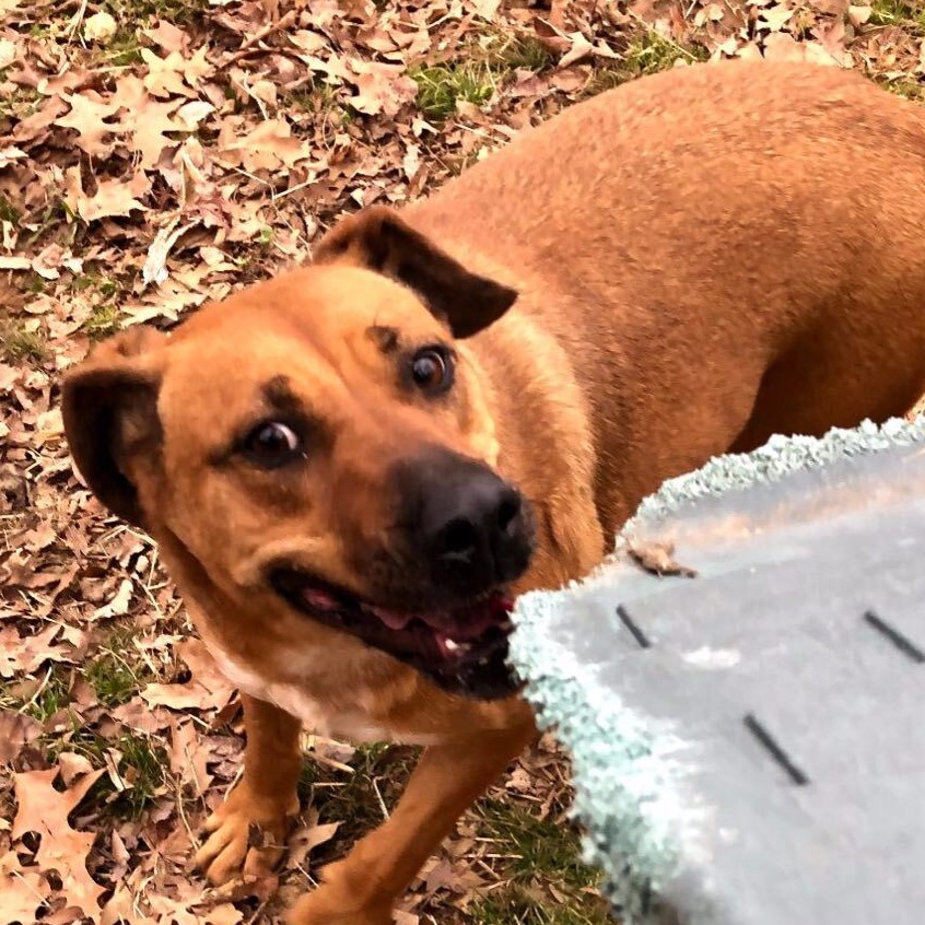 Enlarge Amelia, a Adoptable mixed breed in Greenfield, TN image 3/6