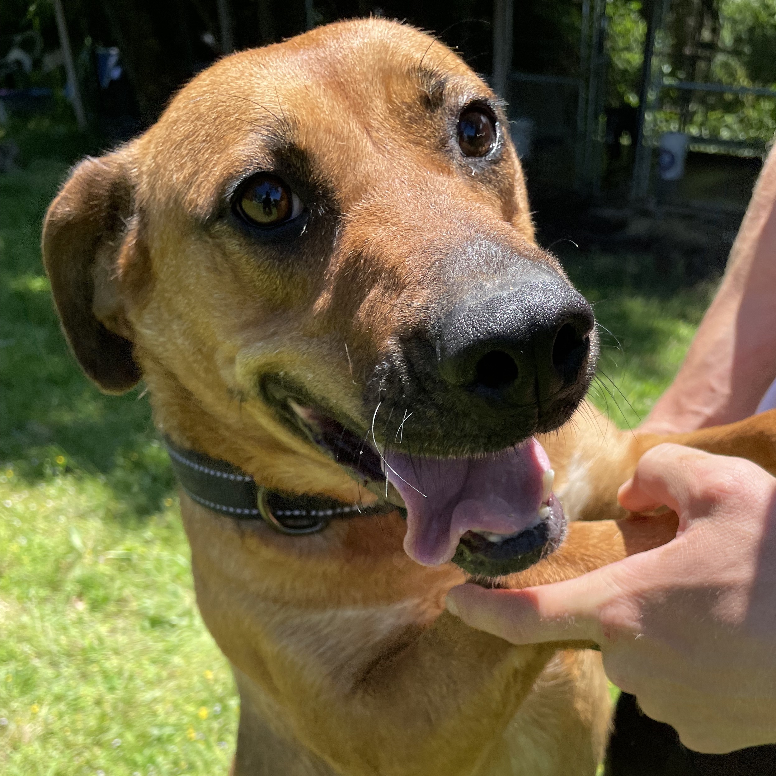 Enlarge Amelia, a Adoptable mixed breed in Greenfield, TN image 4/6