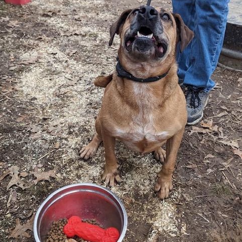 Enlarge Amelia, a Adoptable mixed breed in Greenfield, TN image 1/6