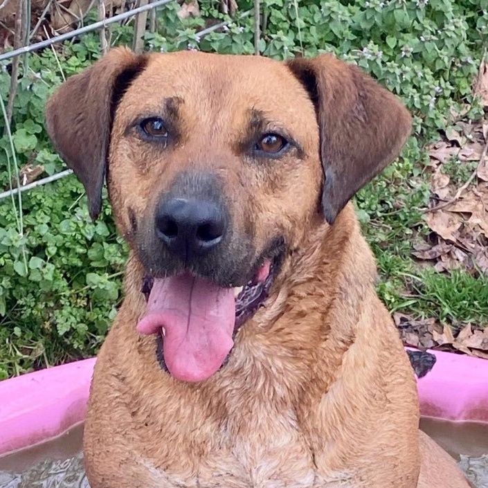 Enlarge Amelia, a Adoptable mixed breed in Greenfield, TN image 2/6