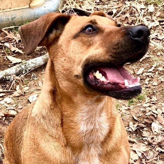 Enlarge Amelia, a Adoptable mixed breed in Greenfield, TN image 5/6