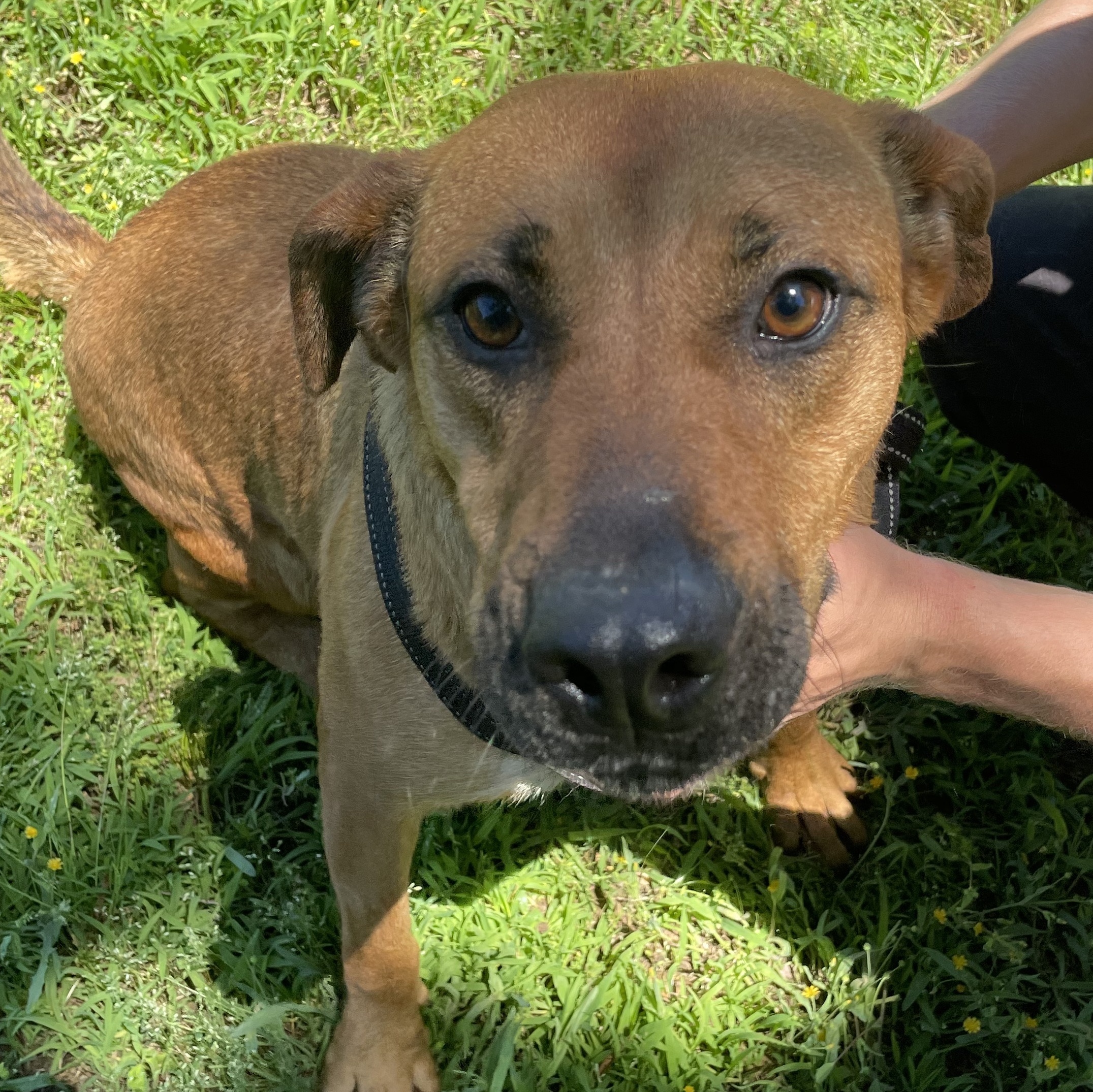 Enlarge Amelia, a Adoptable mixed breed in Greenfield, TN image 6/6