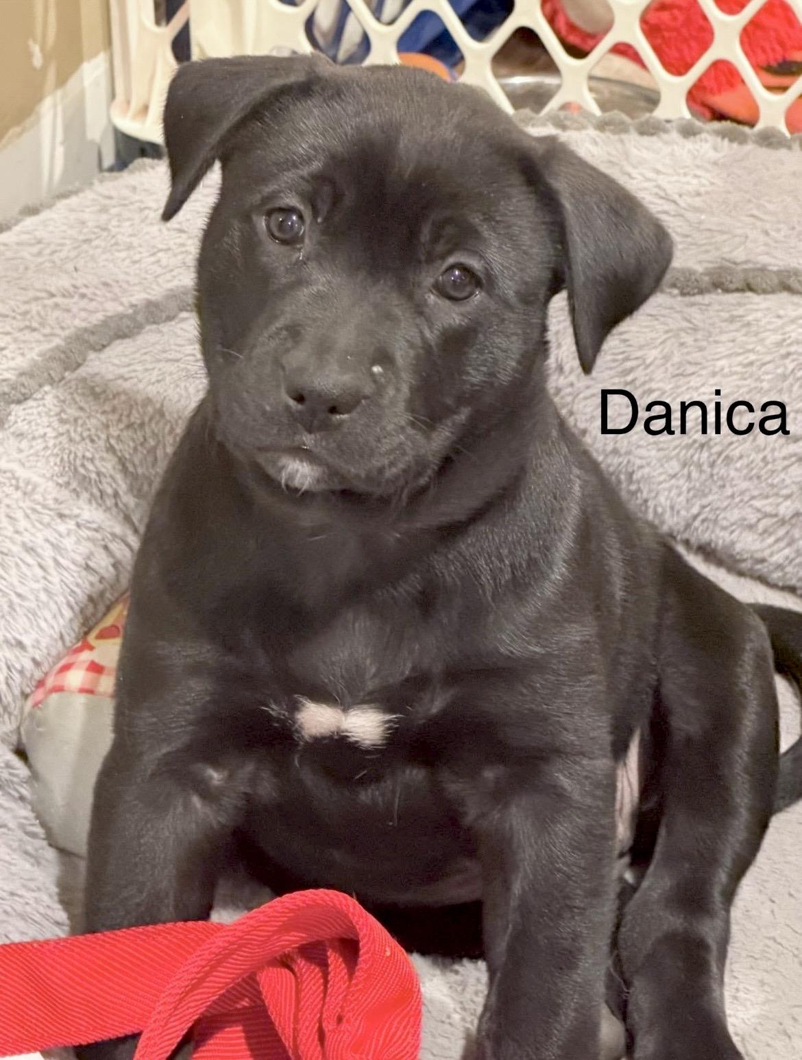 Enlarge Danica Patrick, a Adoptable mixed breed in Millington, MD image 2/6