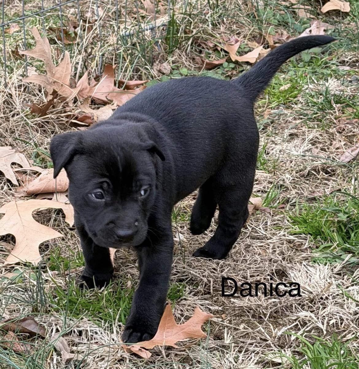 Enlarge Danica Patrick, a Adoptable mixed breed in Millington, MD image 5/6