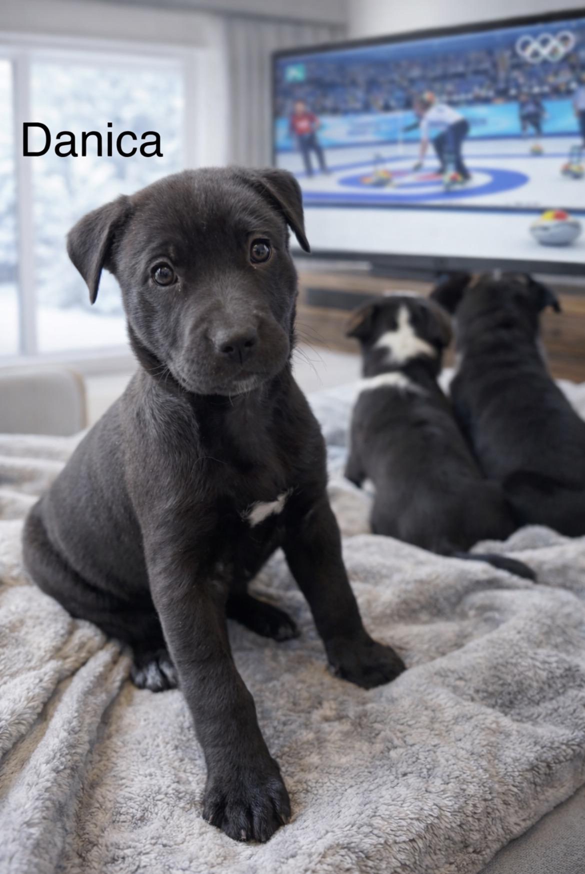 Enlarge Danica Patrick, a Adoptable mixed breed in Millington, MD image 1/6