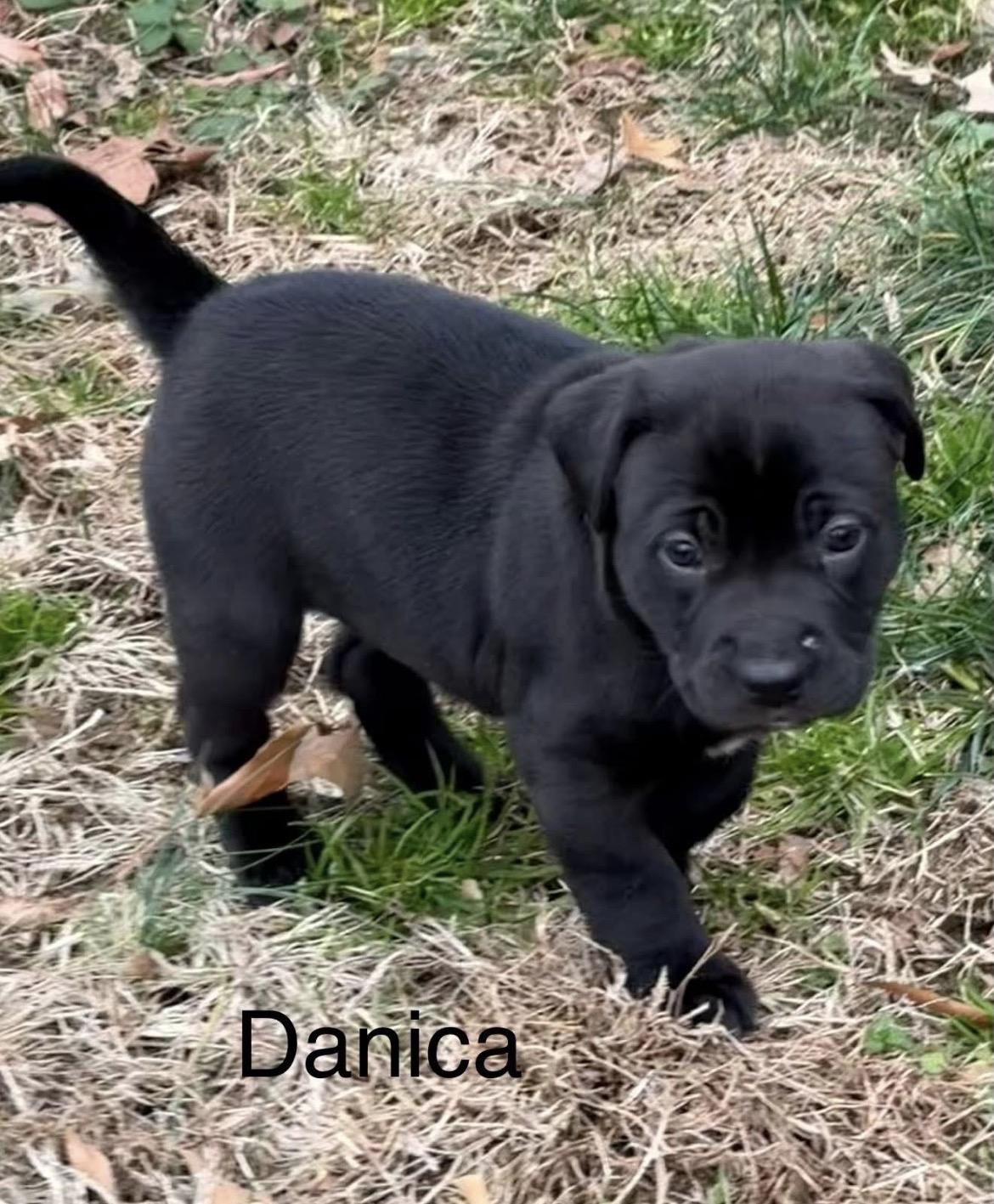 Enlarge Danica Patrick, a Adoptable mixed breed in Millington, MD image 6/6