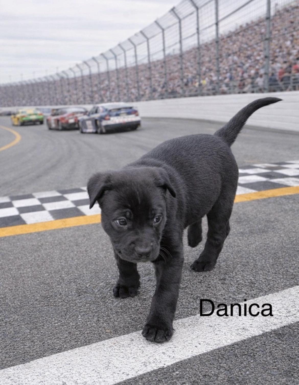Enlarge Danica Patrick, a Adoptable mixed breed in Millington, MD image 4/6