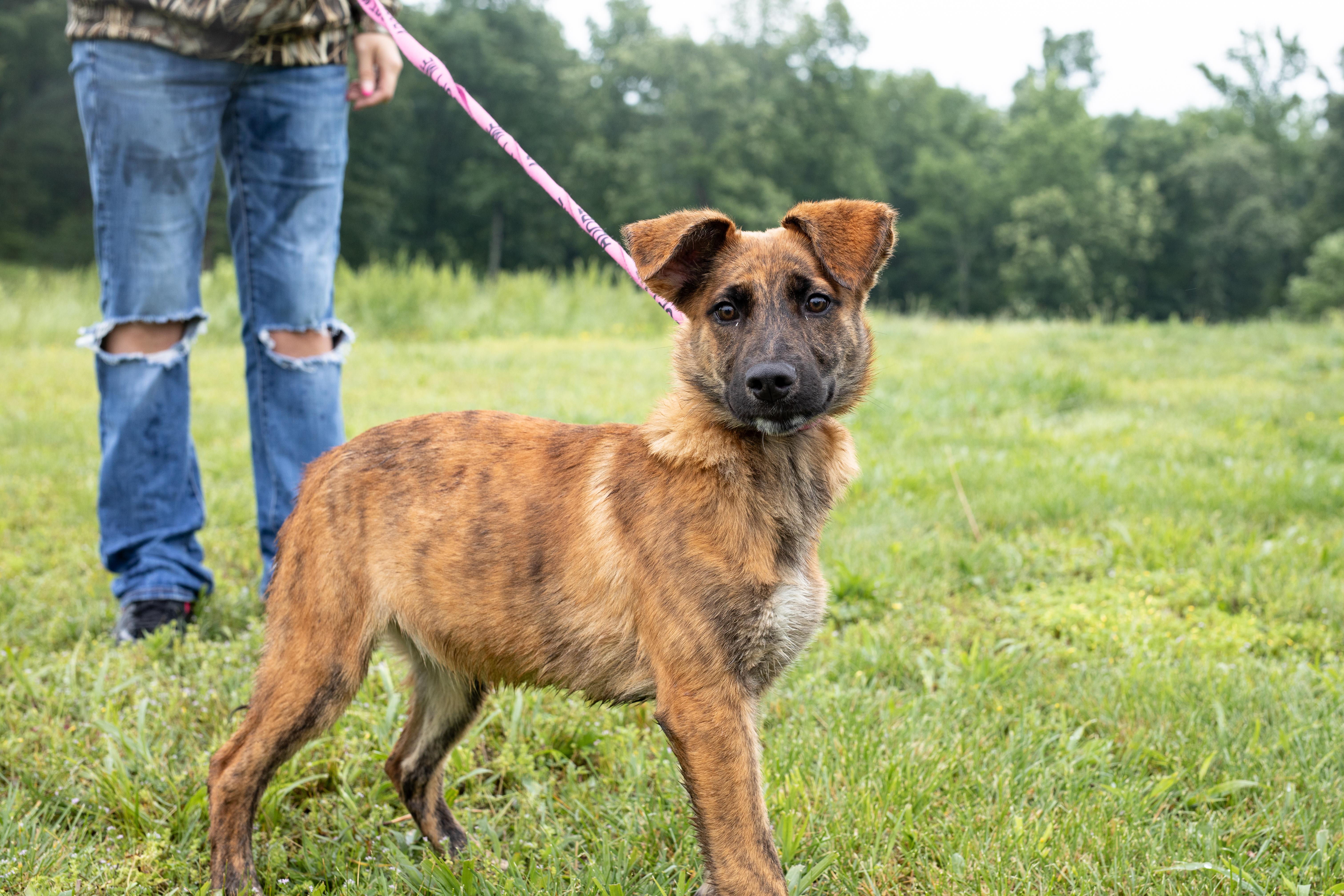 Clover, ADOPTABLE, Puppy Female German Shepherd Dog.