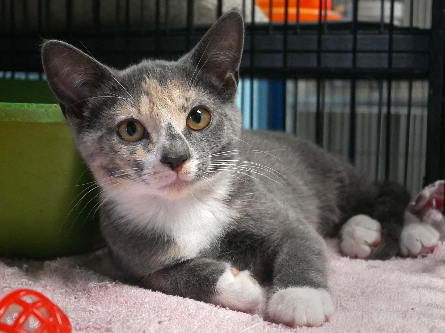 Misty, a ADOPTABLE Dilute Calico in Bloomingdale, NJ image 3/4