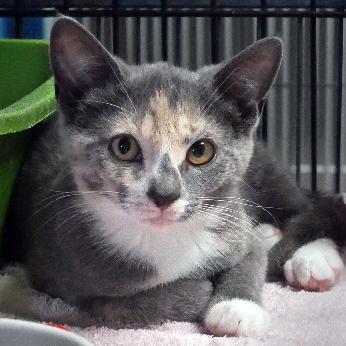 Misty, a ADOPTABLE Dilute Calico in Bloomingdale, NJ image 1/4
