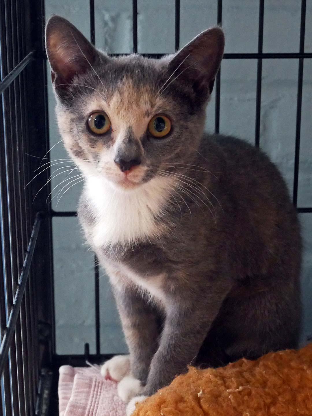 Misty, a ADOPTABLE Dilute Calico in Bloomingdale, NJ image 4/4