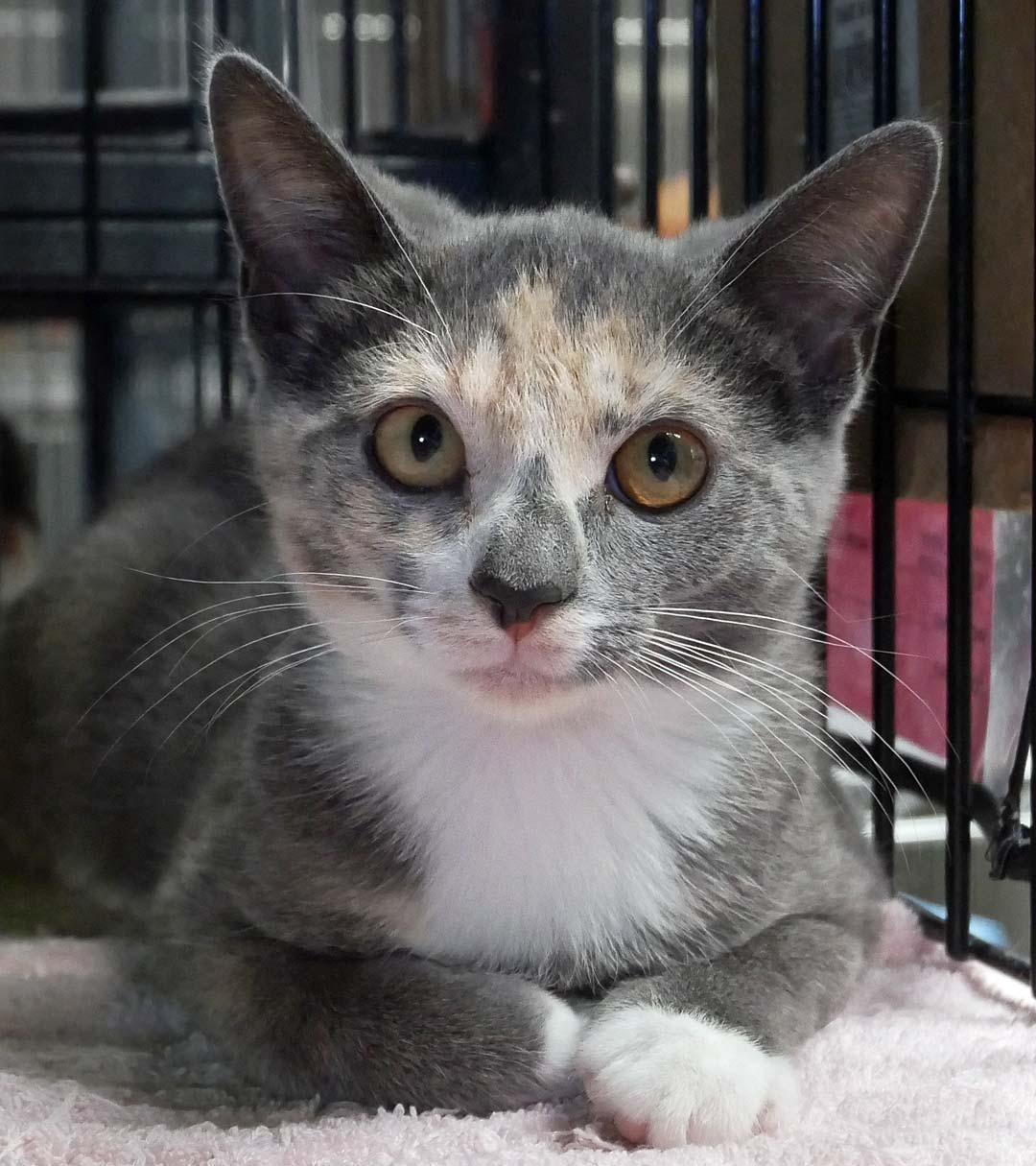 Misty, a ADOPTABLE Dilute Calico in Bloomingdale, NJ image 2/4