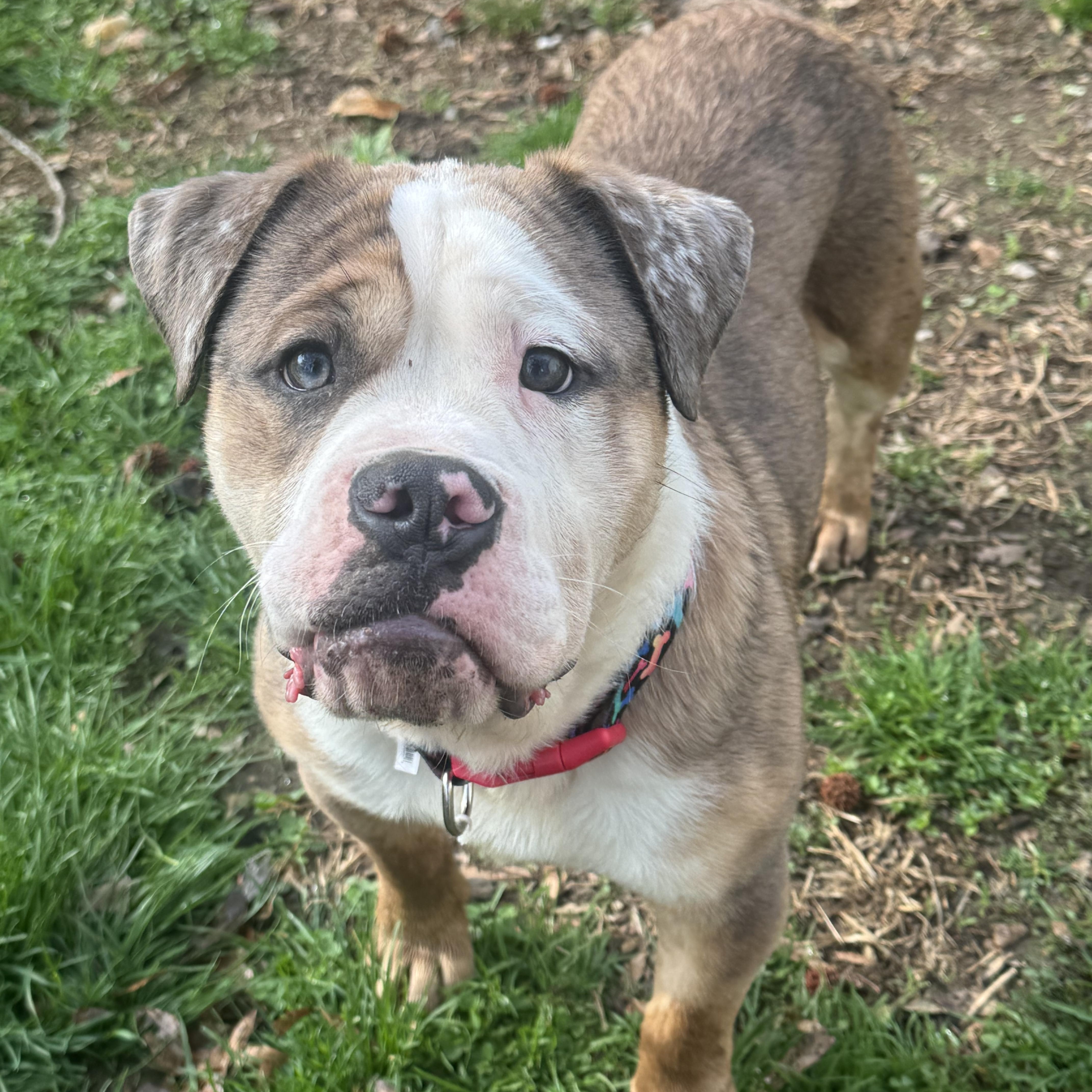 Enlarge Junior , a ADOPTABLE American Bulldog in Fredericksburg, VA image 2/4