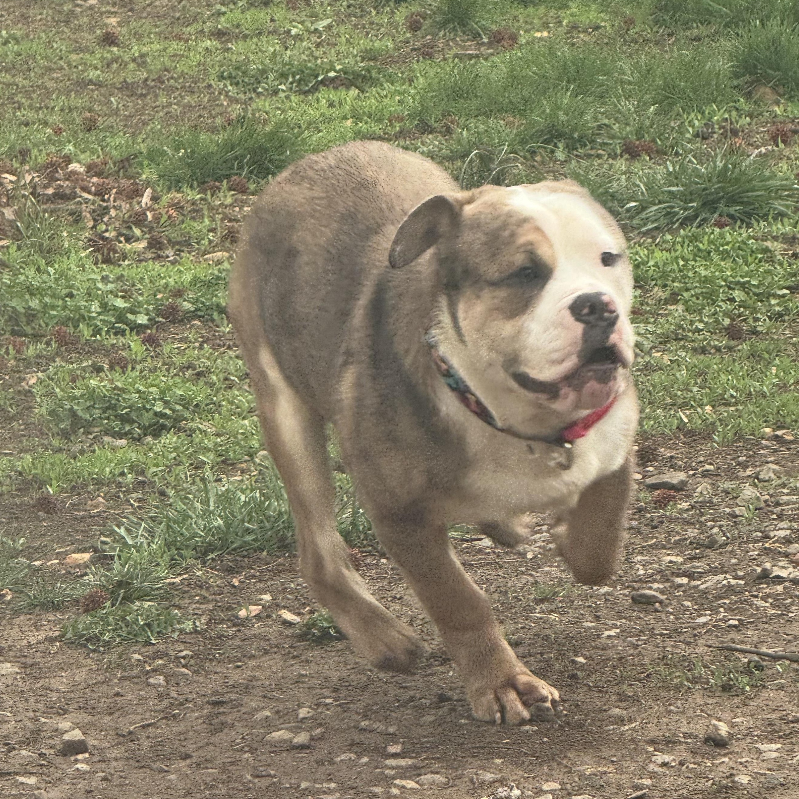 Enlarge Junior , a ADOPTABLE American Bulldog in Fredericksburg, VA image 3/4