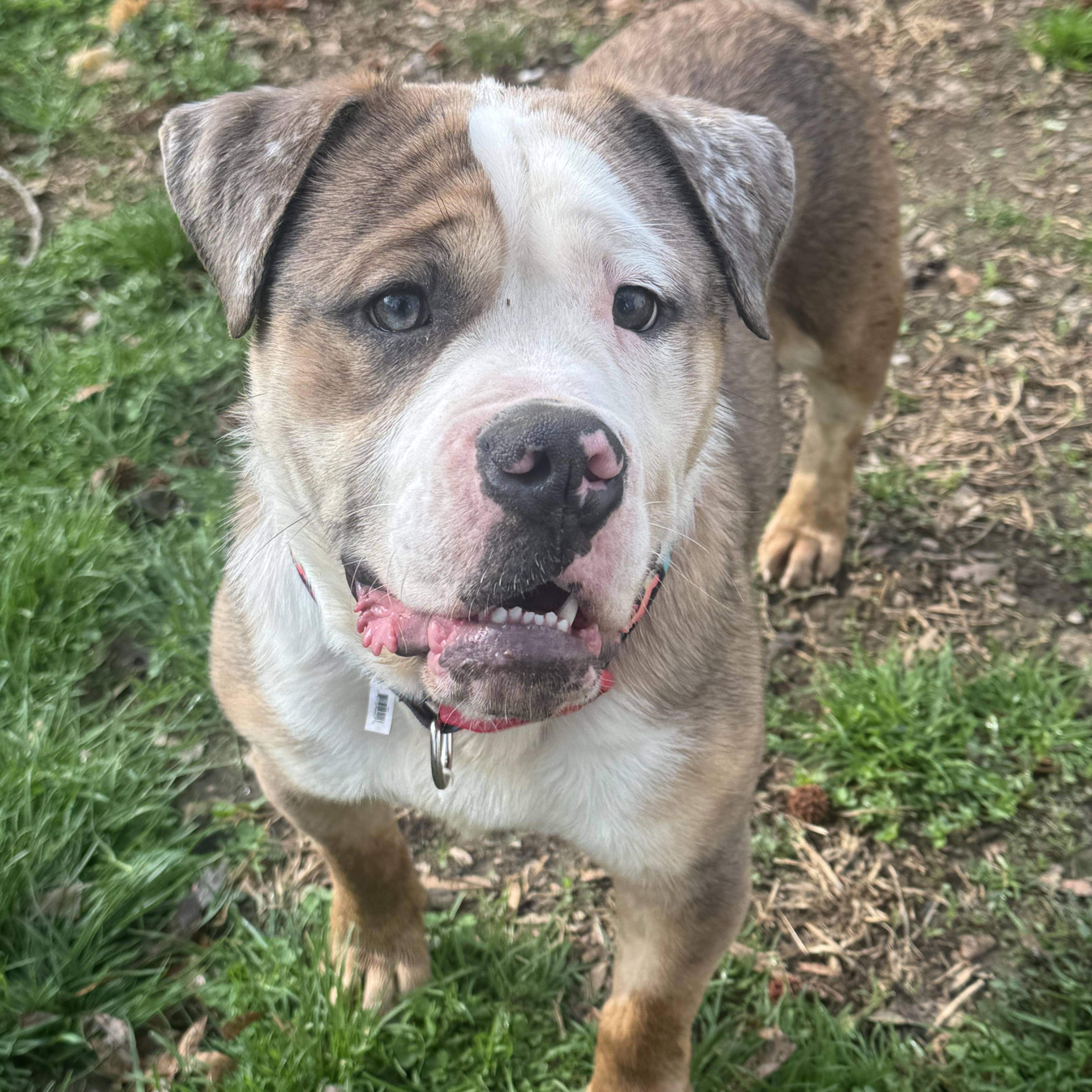 Enlarge Junior , a ADOPTABLE American Bulldog in Fredericksburg, VA image 4/4