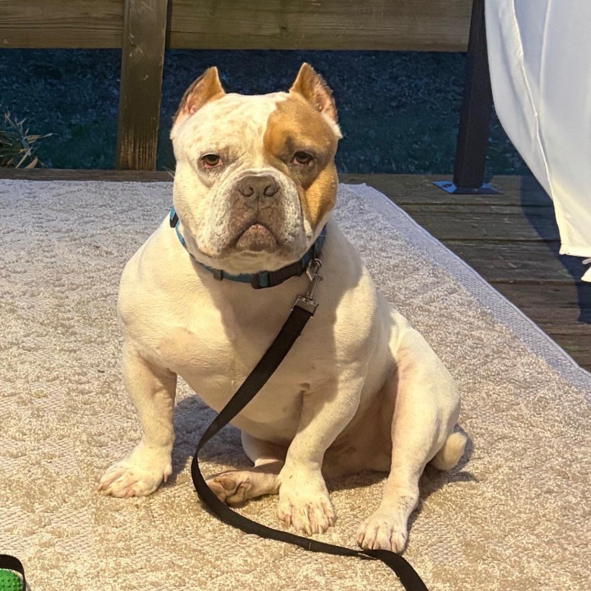 Enlarge Bruno, a Adoptable American Bully in Brooklyn, NY image 3/4