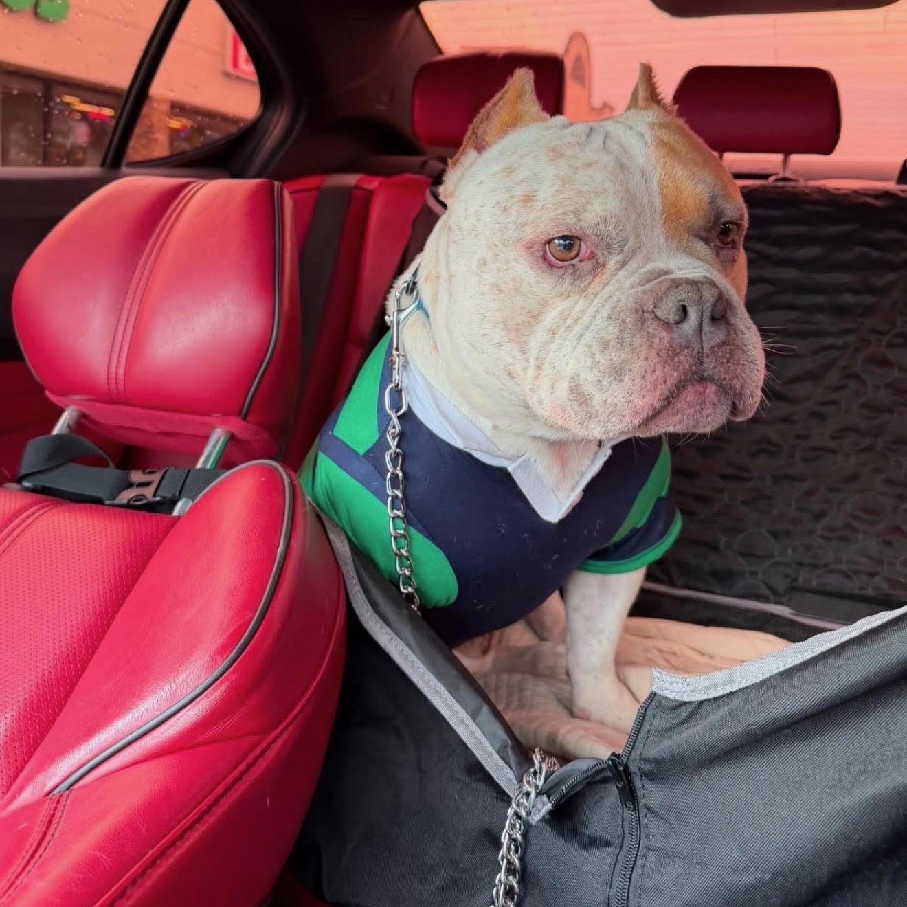 Enlarge Bruno, a Adoptable American Bully in Brooklyn, NY image 4/4