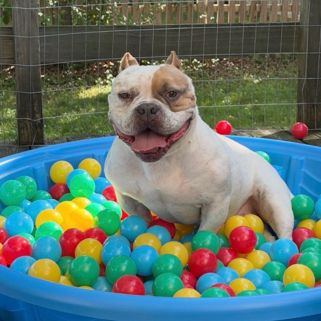 Enlarge Bruno, a Adoptable American Bully in Brooklyn, NY image 1/4
